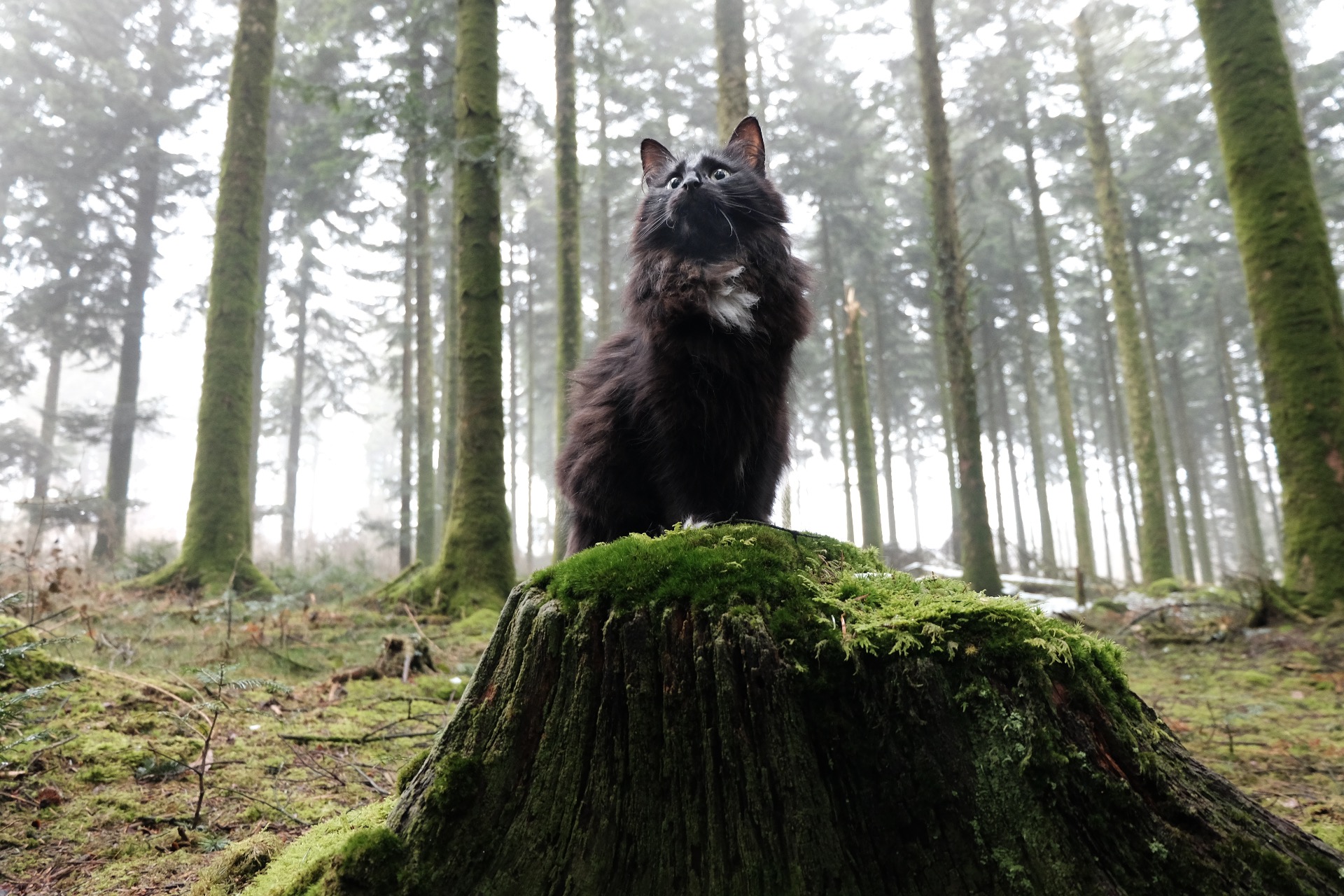 (Mona) Millaut d'Erling - ♀︎ -  NFO ns 09 - FR - Hanging out in the woods, after the first snows.